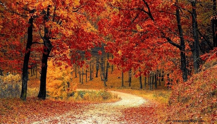 Significado Bíblico da Floresta e das Árvores nos Sonhos - Significado e Interpretação 