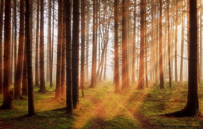 Bibelsk betydning av skog og trær i drømmer - mening og tolkning 
