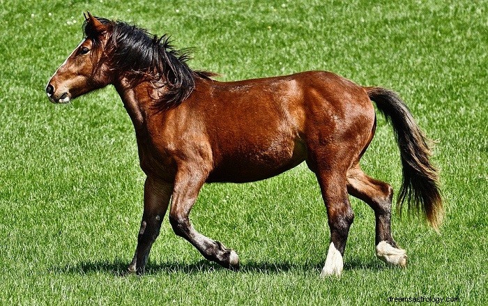 Cheval brun - Signification et symbolisme des rêves 