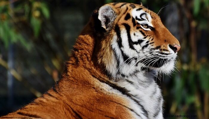 Όνειρο για την Τίγρη - Έννοια και Ερμηνεία 