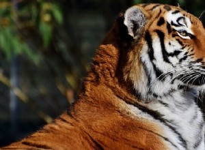 Rêver de tigre – Signification et interprétation 