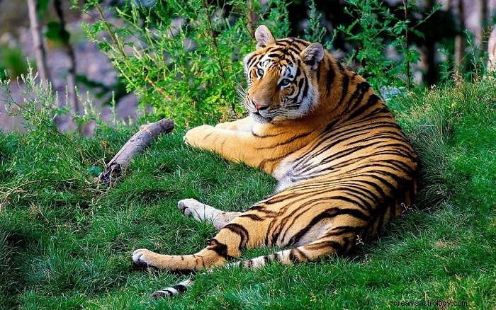 Drøm om tiger - betydning og fortolkning 