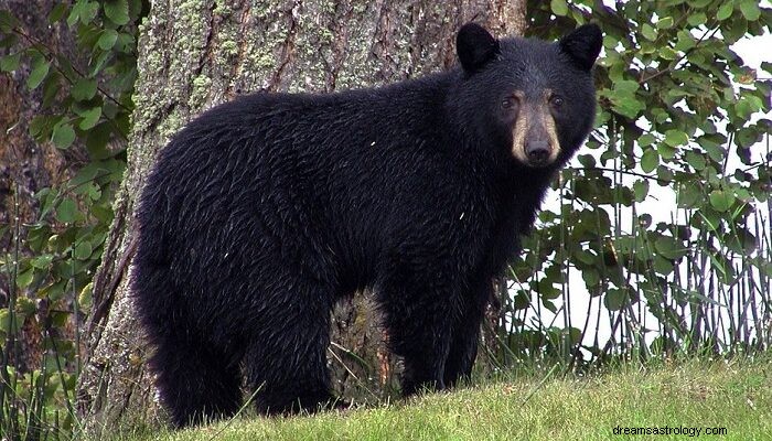Czarny niedźwiedź – senne znaczenie i symbolika 