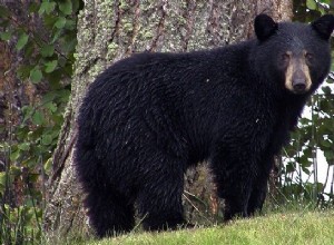 Černý medvěd – význam snu a symbolika 
