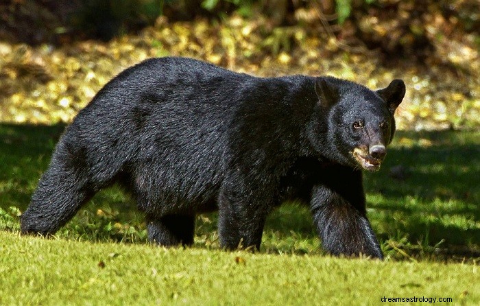 Czarny niedźwiedź – senne znaczenie i symbolika 