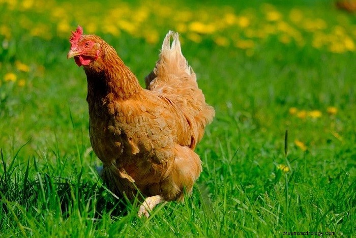 鶏肉–聖書の夢の意味と解釈 