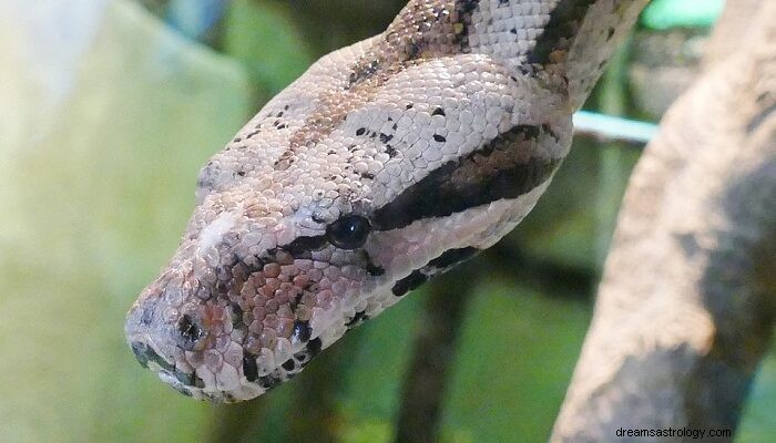 Soñar con Ser Mordido por una Serpiente – Significado e Interpretación 