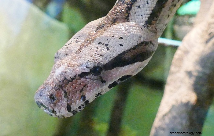 ヘビに噛まれる夢–意味と解釈 