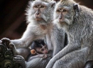 Sny o opicích – význam a výklad 