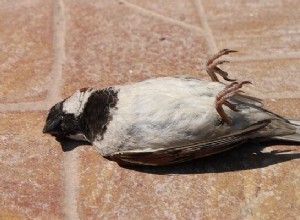 Soñar con Pájaros Muertos – Significado y Simbolismo 