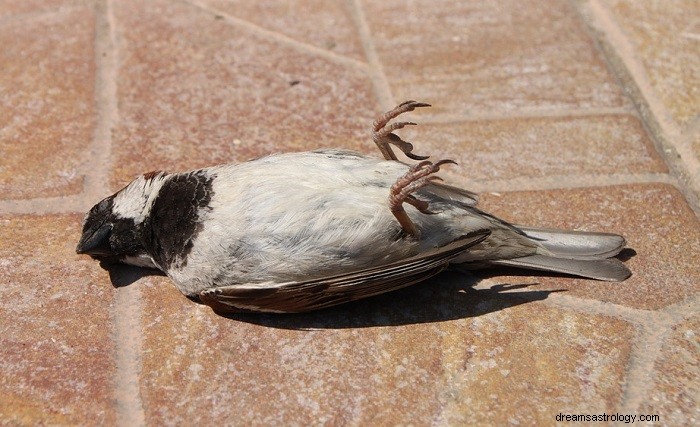 Sognare uccelli morti:significato e simbolismo 