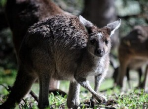 Kænguru – drømmebetydning og symbolik 