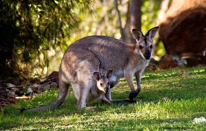 Känguru – drömmening och symbolik 