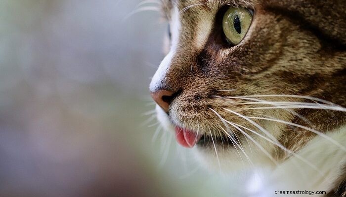 Dromen van katten - betekenis en symboliek 