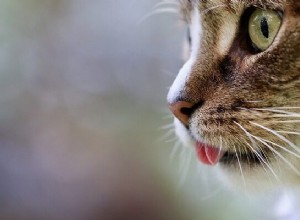 Snění o kočkách – význam a symbolika 