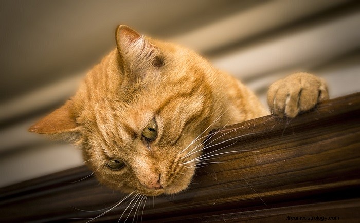 Dromen van katten - betekenis en symboliek 