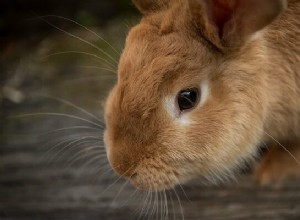Soñar con Conejos – Significado y Simbolismo 