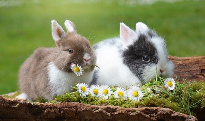 Rêver de lapins - Signification et symbolisme 