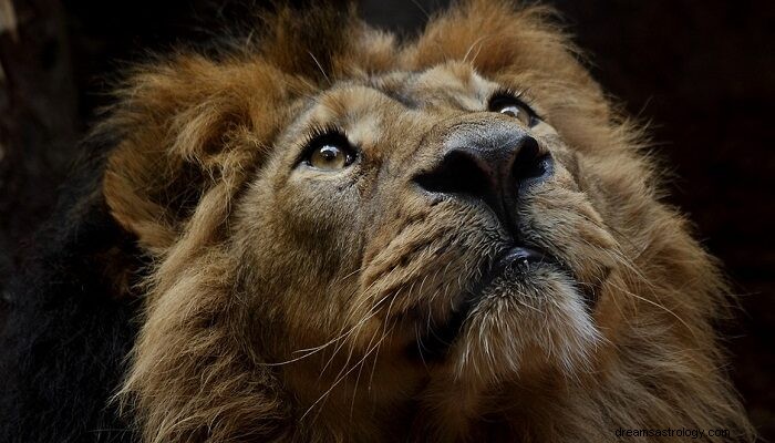 Sognare i leoni:significato e simbolismo 