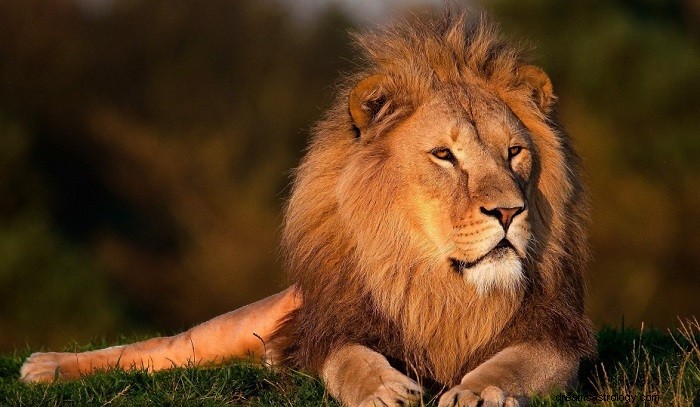 Droom over leeuwen - betekenis en symboliek 