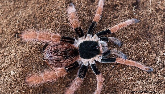 Aranha Gigante – Significado e Simbolismo dos Sonhos 