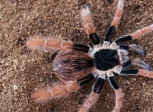 Araña gigante – Significado y simbolismo de los sueños 