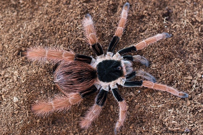 Giant Spider – senne znaczenie i symbolika 