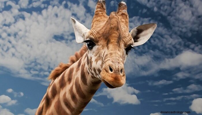 Giraffa:significato e simbolismo del sogno 