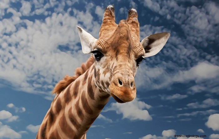 Girafa – Significado e simbolismo dos sonhos 
