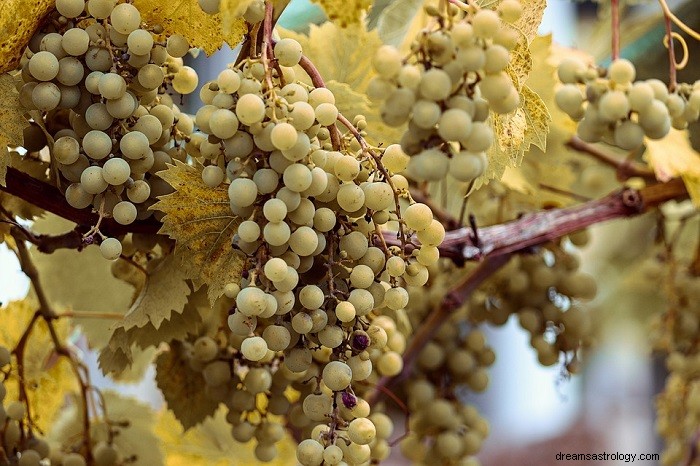 Soñar con Uvas – Significado y Simbolismo 