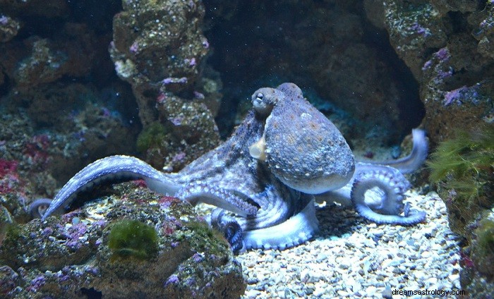 Octopus - Droombetekenis en symboliek 