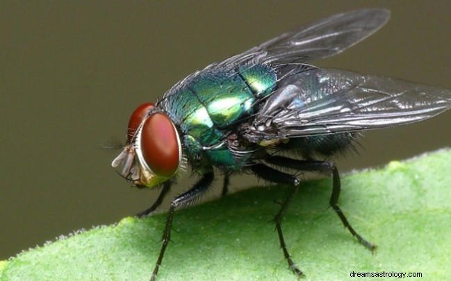 Drømmer om fluer – betydning og symbolik 