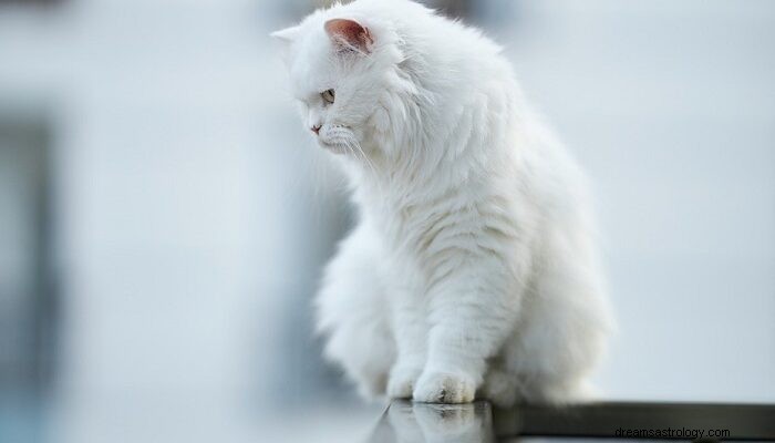 Witte kat in droom - betekenis en symboliek 