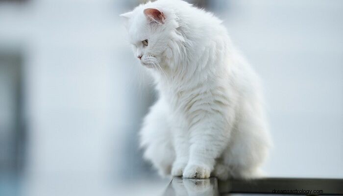 Gato Blanco en Soñar – Significado y Simbolismo 