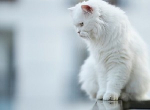 Chat blanc en rêve - Signification et symbolisme 
