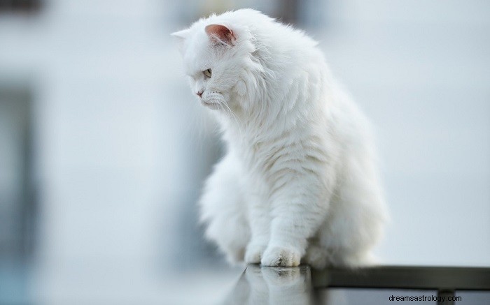 Gatto bianco in sogno:significato e simbolismo 
