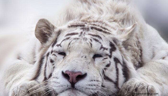 White Tiger - Drømmebetydning og symbolik 