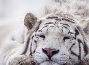 Tigre blanc - Signification et symbolisme des rêves 