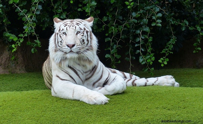 Biały tygrys – znaczenie i symbolika snu 