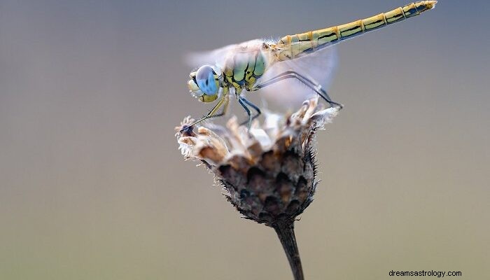 Dragonfly - Drømmebetydning og symbolikk 