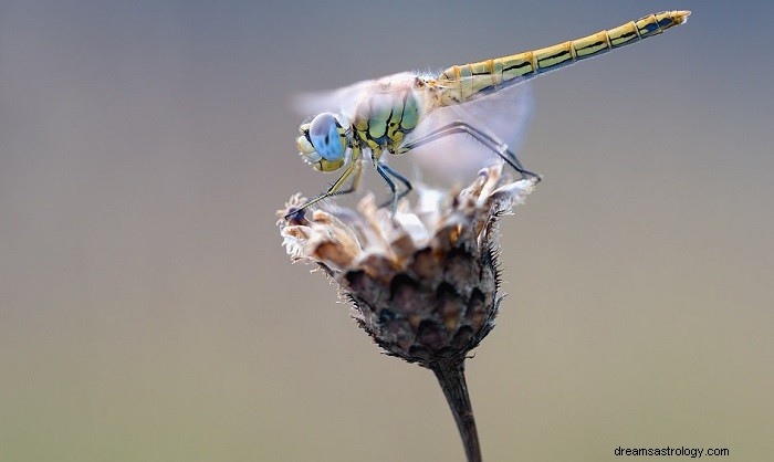 Dragonfly – Όνειρο νόημα και συμβολισμός 