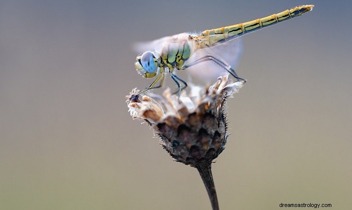 Dragonfly - Drømmebetydning og symbolik 