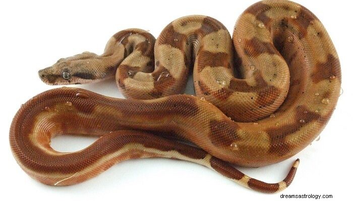 Serpent brun dans le rêve - Signification et symbolisme 