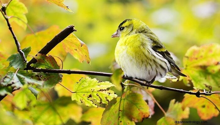 Bijbelse betekenis van vogels in dromen - betekenis en interpretatie 