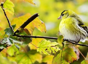 夢の中の鳥の聖書の意味–意味と解釈 