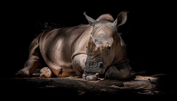 Biblický význam nosorožce ve snu 