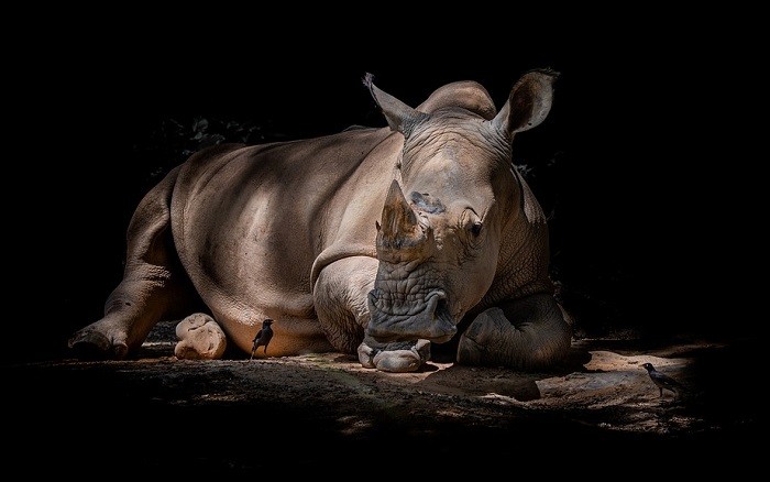 Biblický význam nosorožce ve snu 