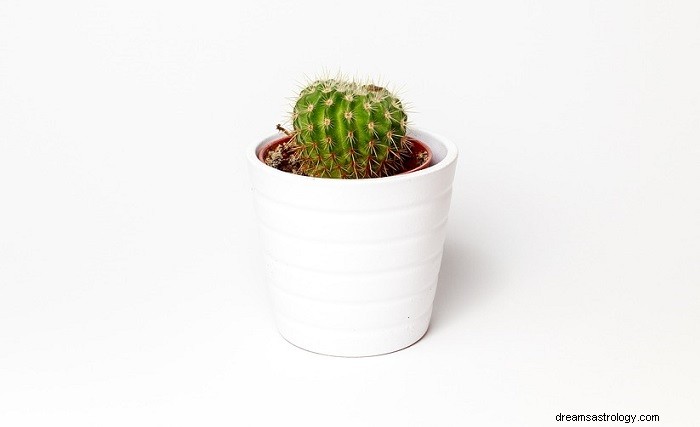 Cactus – Significado y simbolismo de los sueños 