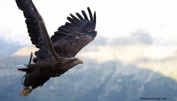 Significato biblico di vedere un falco 