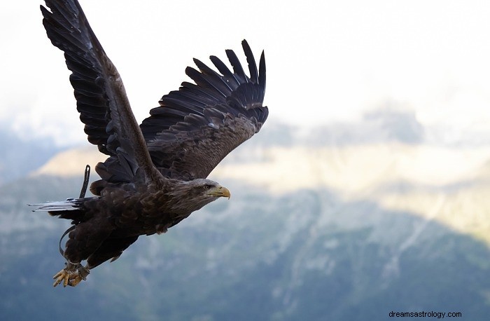 Significato biblico di vedere un falco 